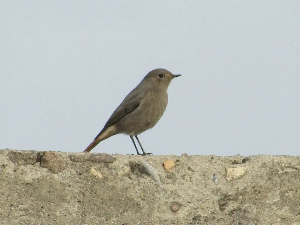 赭红尾鸲(Phoenicurus ochruros)