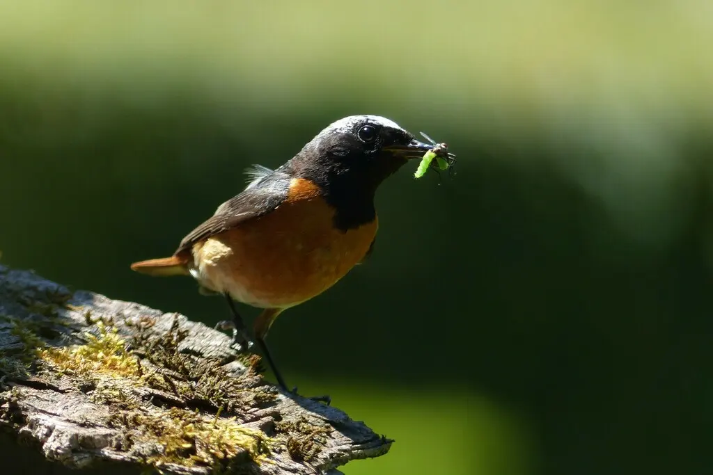 欧亚红尾鸲(Phoenicurus phoenicurus)