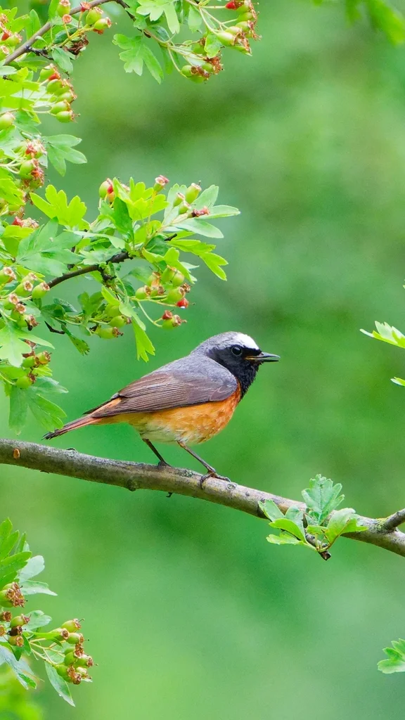 欧亚红尾鸲(Phoenicurus phoenicurus)