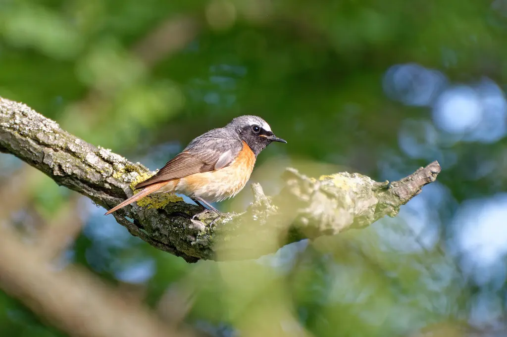 欧亚红尾鸲(Phoenicurus phoenicurus)