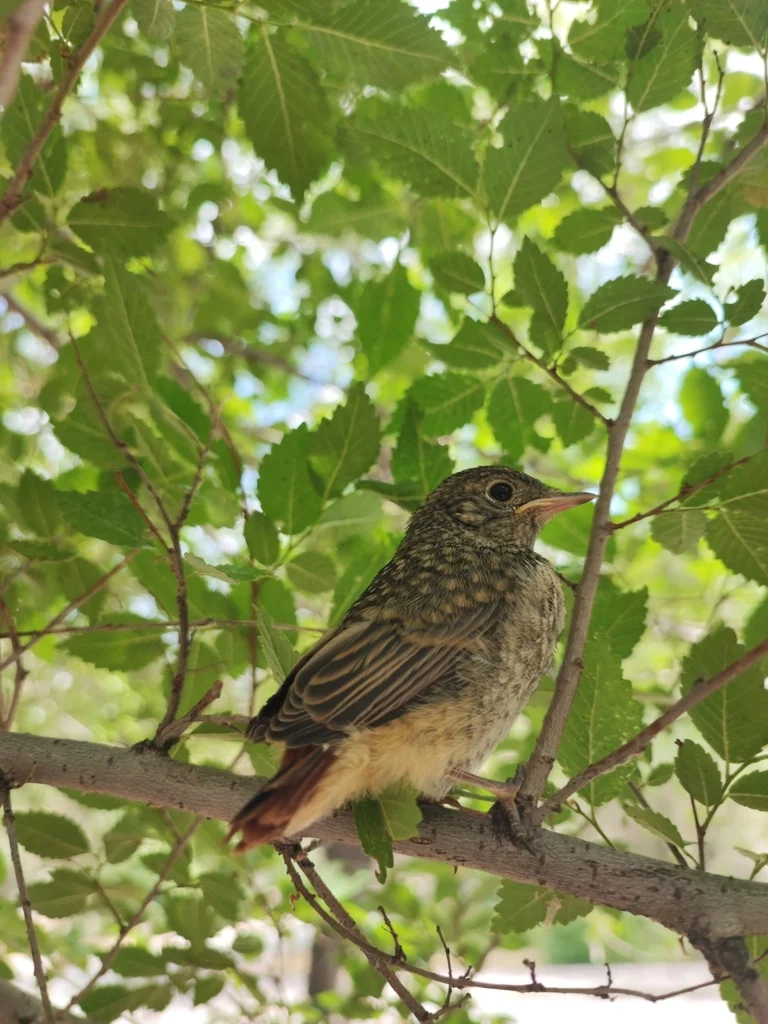 欧亚红尾鸲(Phoenicurus phoenicurus)