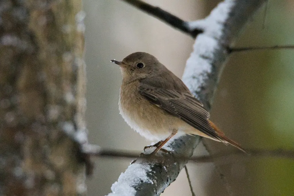 欧亚红尾鸲(Phoenicurus phoenicurus)