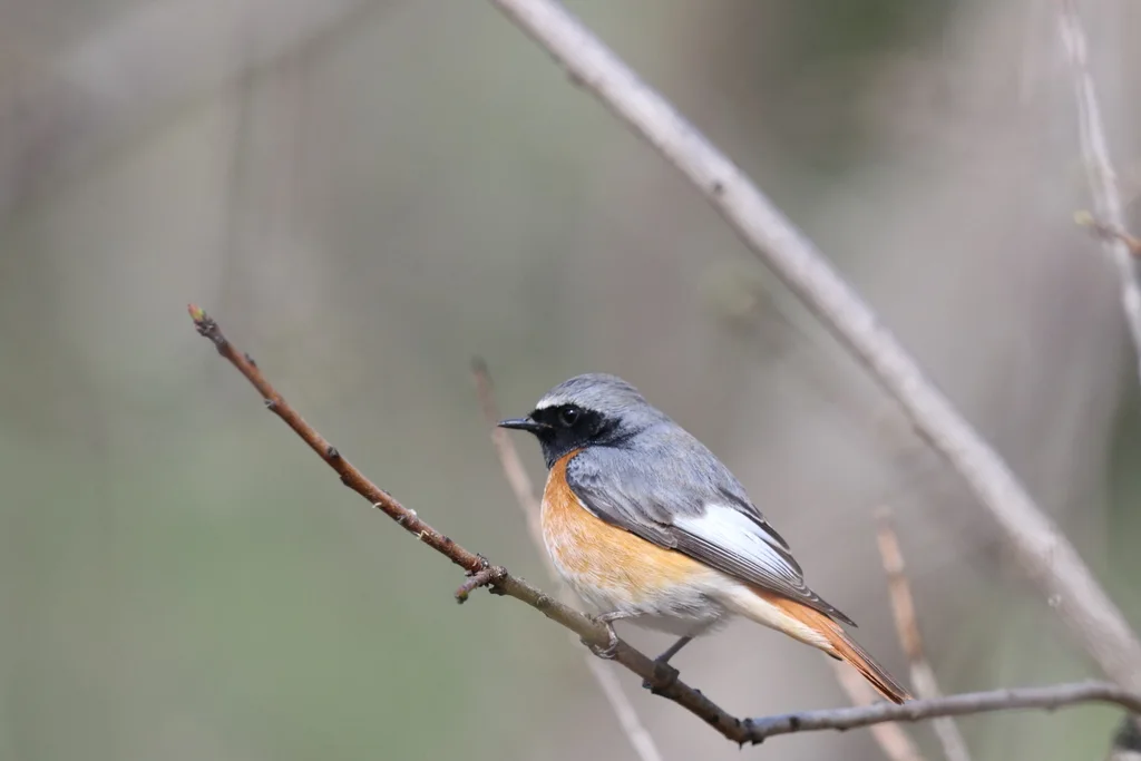 欧亚红尾鸲(Phoenicurus phoenicurus)