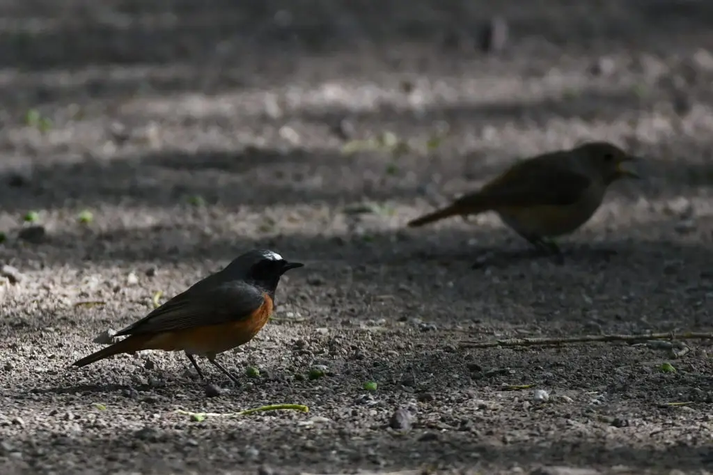 欧亚红尾鸲(Phoenicurus phoenicurus)
