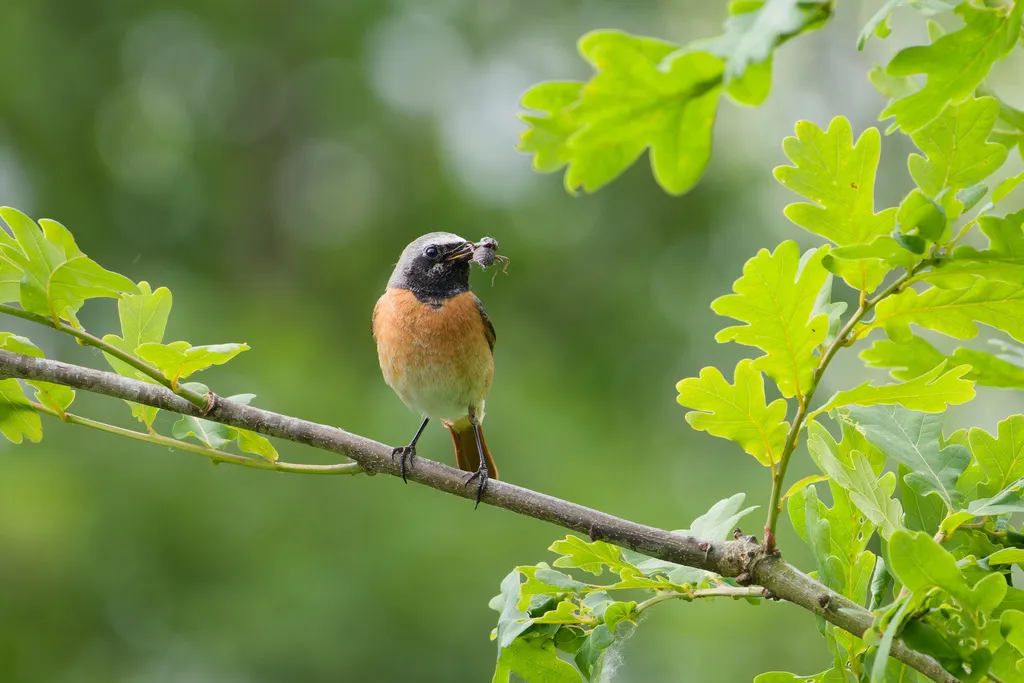 欧亚红尾鸲(Phoenicurus phoenicurus)