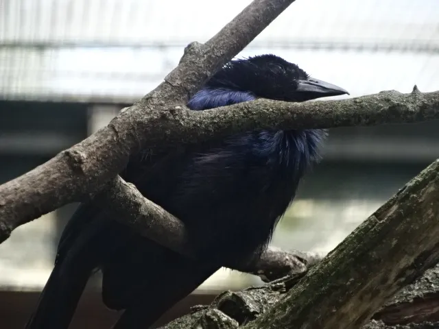 号声极乐鸟(Phonygammus keraudrenii)