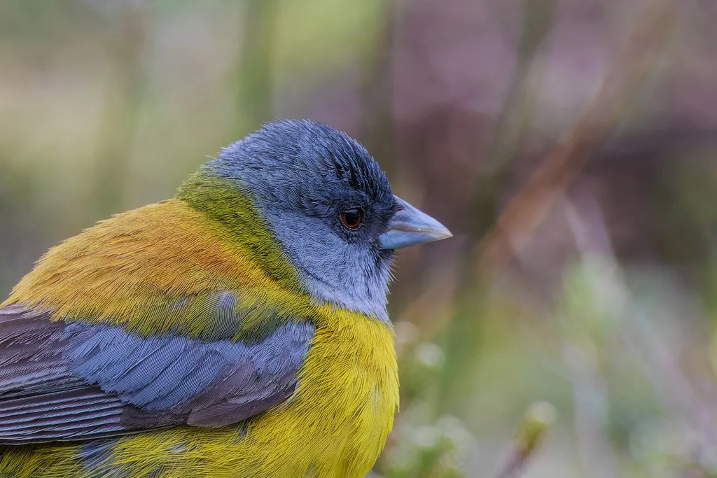南美岭雀鹀(Phrygilus patagonicus)