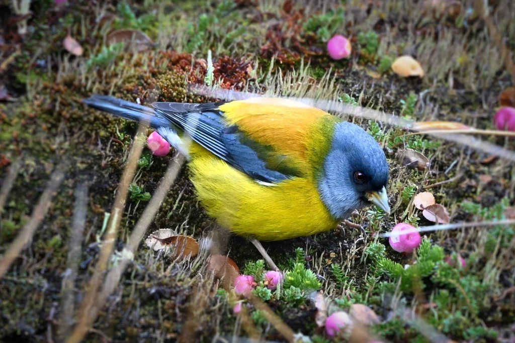 南美岭雀鹀(Phrygilus patagonicus)