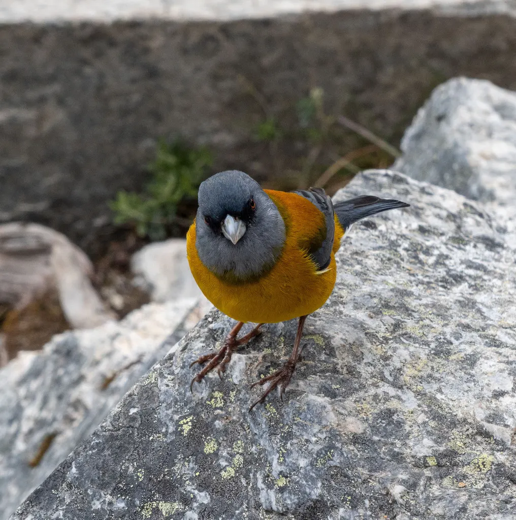南美岭雀鹀(Phrygilus patagonicus)
