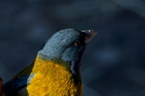 秘鲁岭雀鹀