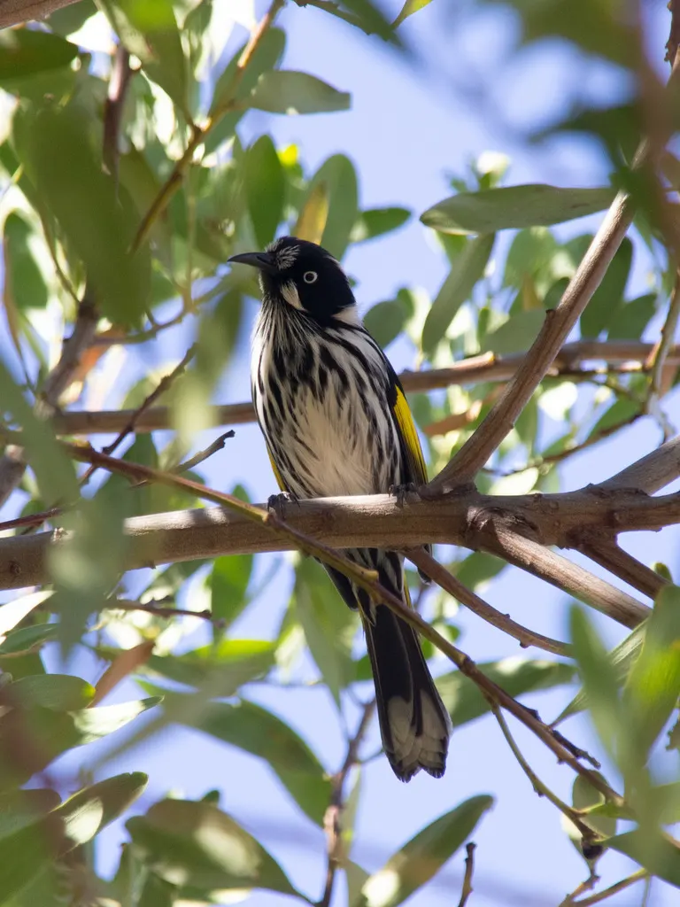 黄翅澳蜜鸟(Phylidonyris novaehollandiae)