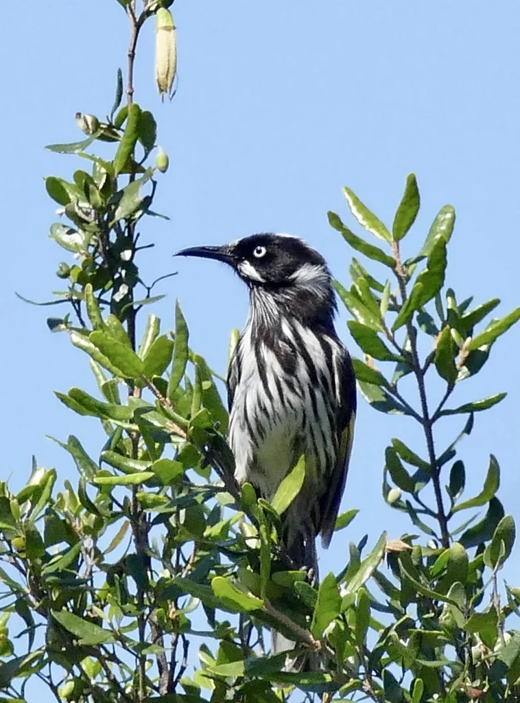 黄翅澳蜜鸟(Phylidonyris novaehollandiae)