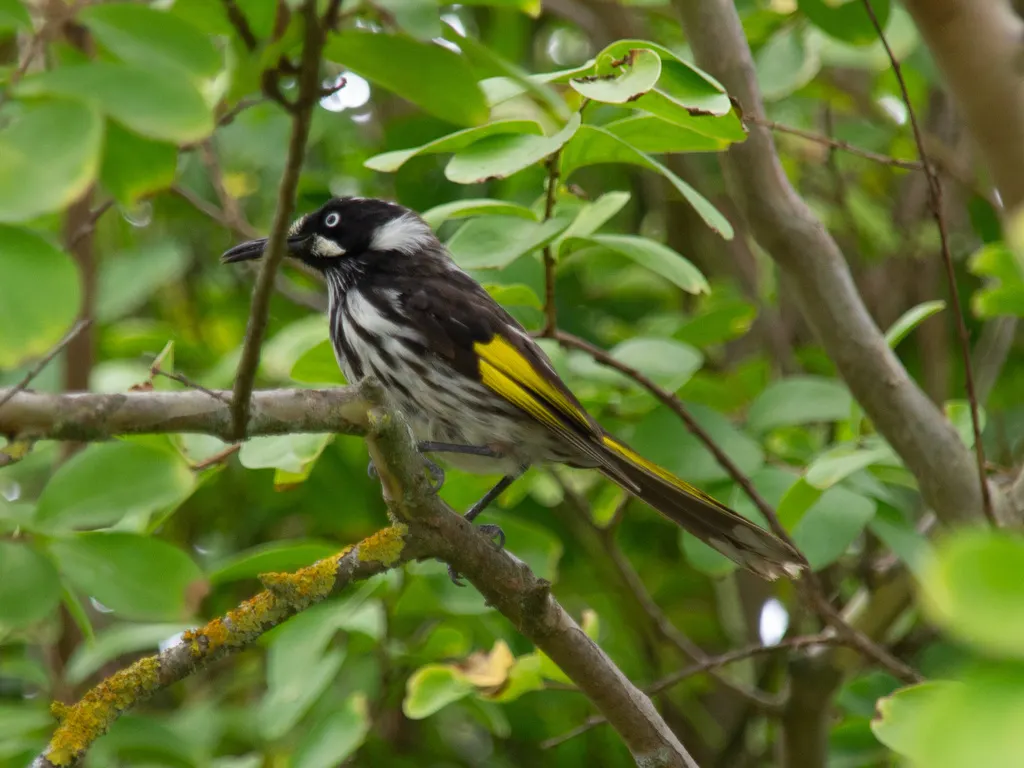 黄翅澳蜜鸟(Phylidonyris novaehollandiae)