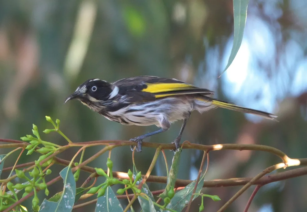 黄翅澳蜜鸟(Phylidonyris novaehollandiae)