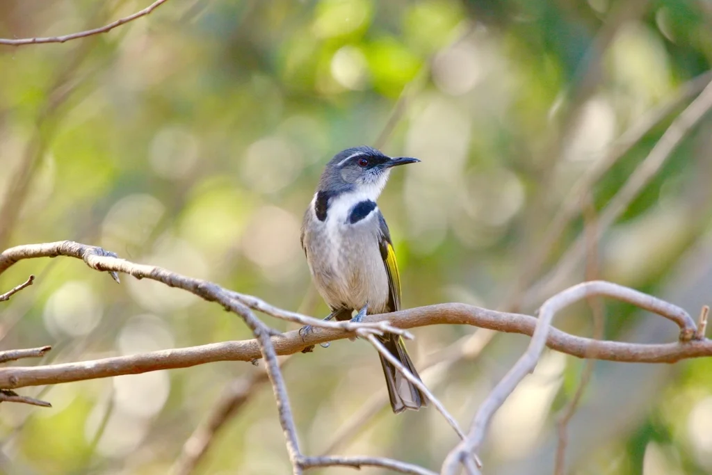 月斑澳蜜鸟（Phylidonyris pyrrhopterus）