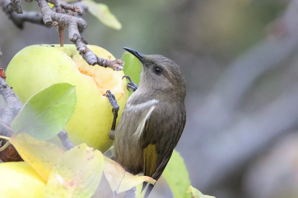 月斑澳蜜鸟（Phylidonyris pyrrhopterus）