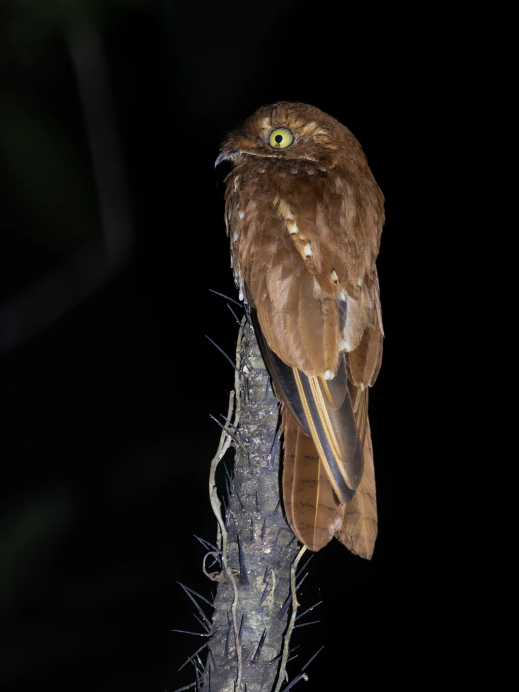 棕钩嘴夜鹰(Phyllaemulor bracteatus)