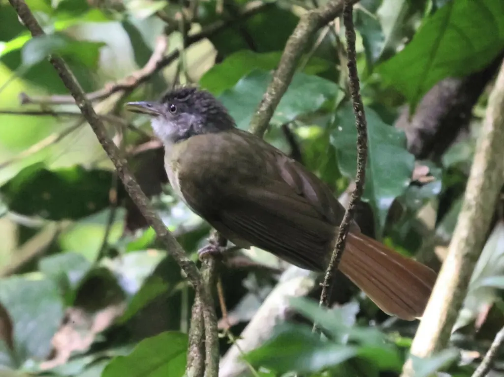 白喉旋木鹎(Phyllastrephus albigularis)