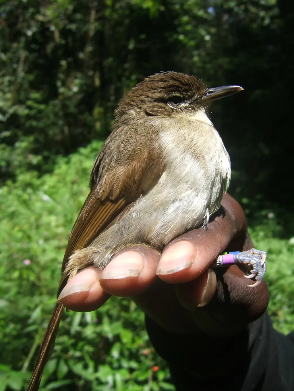 费氏旋木鹎(Phyllastrephus fischeri)