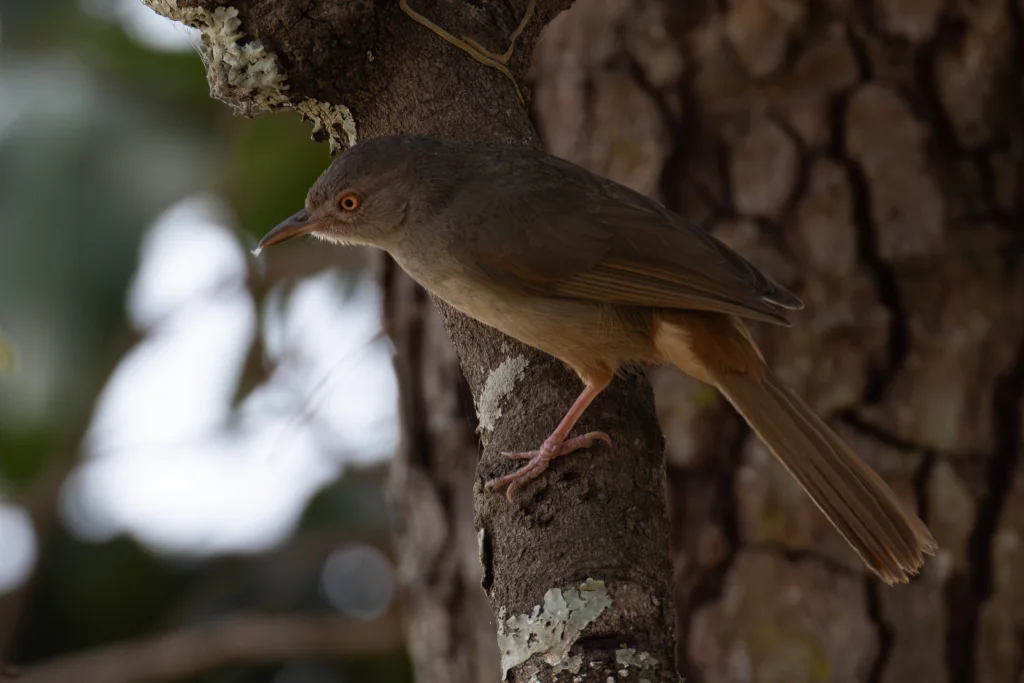 灰绿旋木鹎(Phyllastrephus cerviniventris)