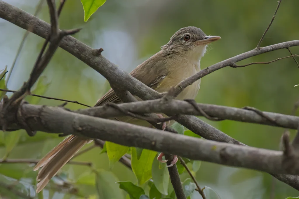 苍绿旋木鹎(Phyllastrephus fulviventris)