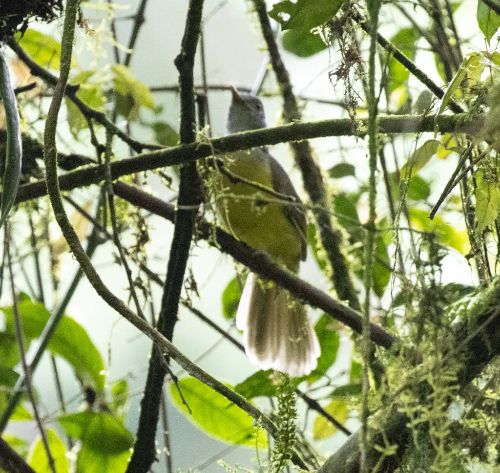 灰头旋木鹎(Phyllastrephus poliocephalus)