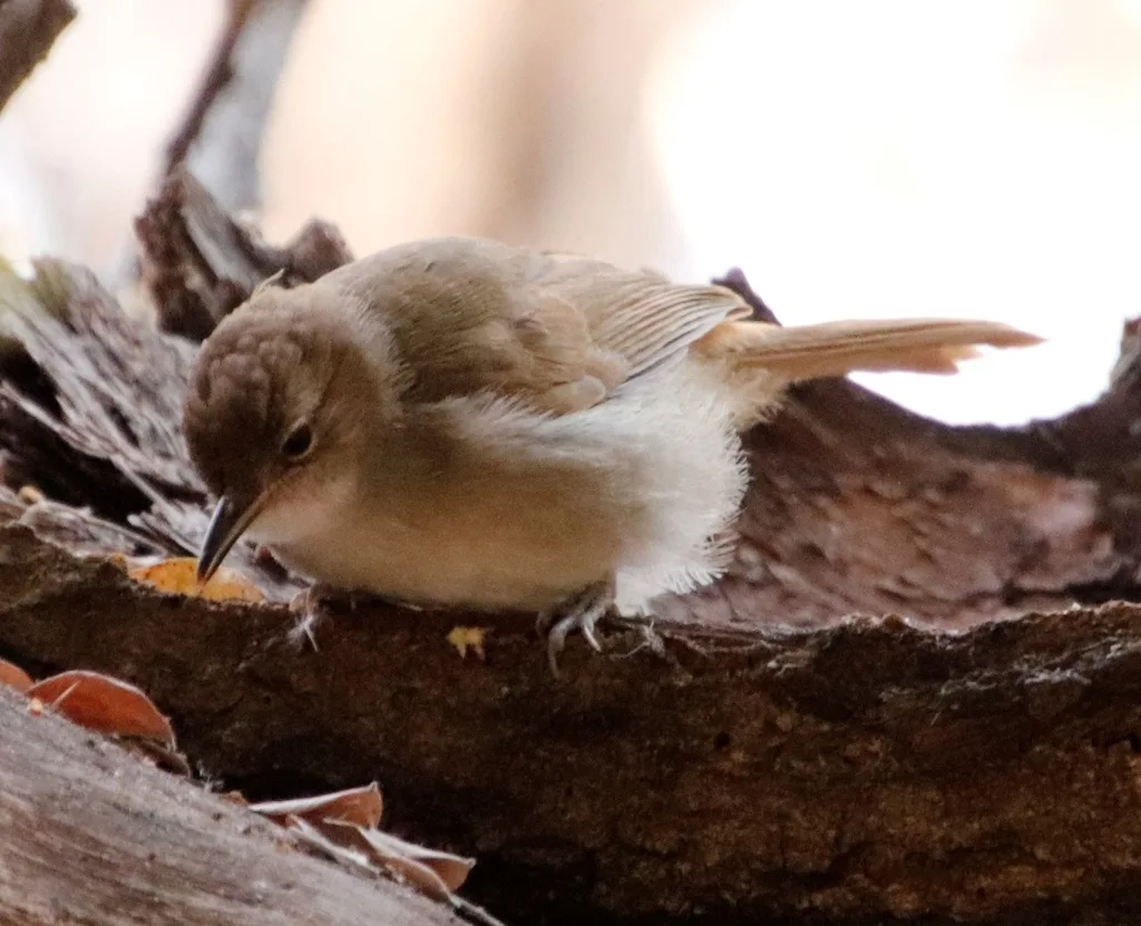 褐旋木鹎(Phyllastrephus terrestris)
