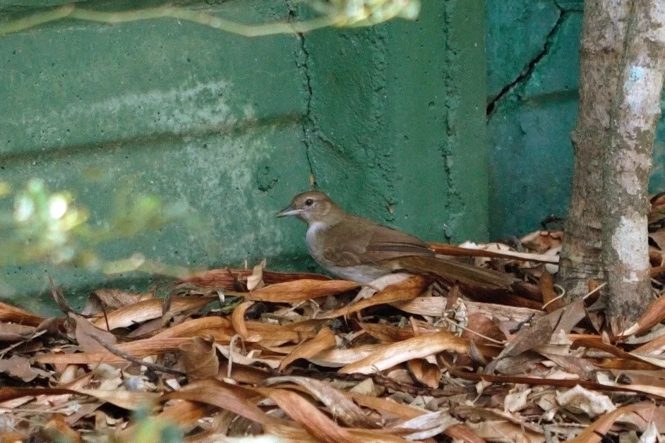 褐旋木鹎(Phyllastrephus terrestris)