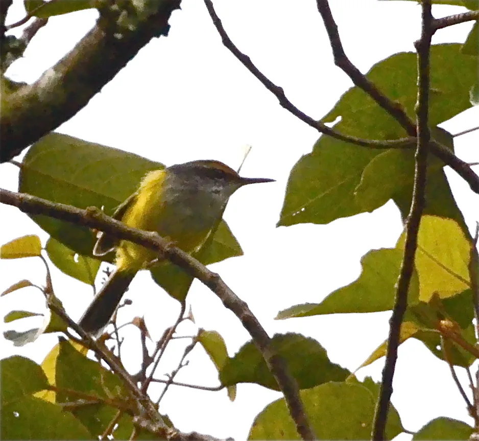 金头拟缝叶莺（Phyllergates cucullatus）
