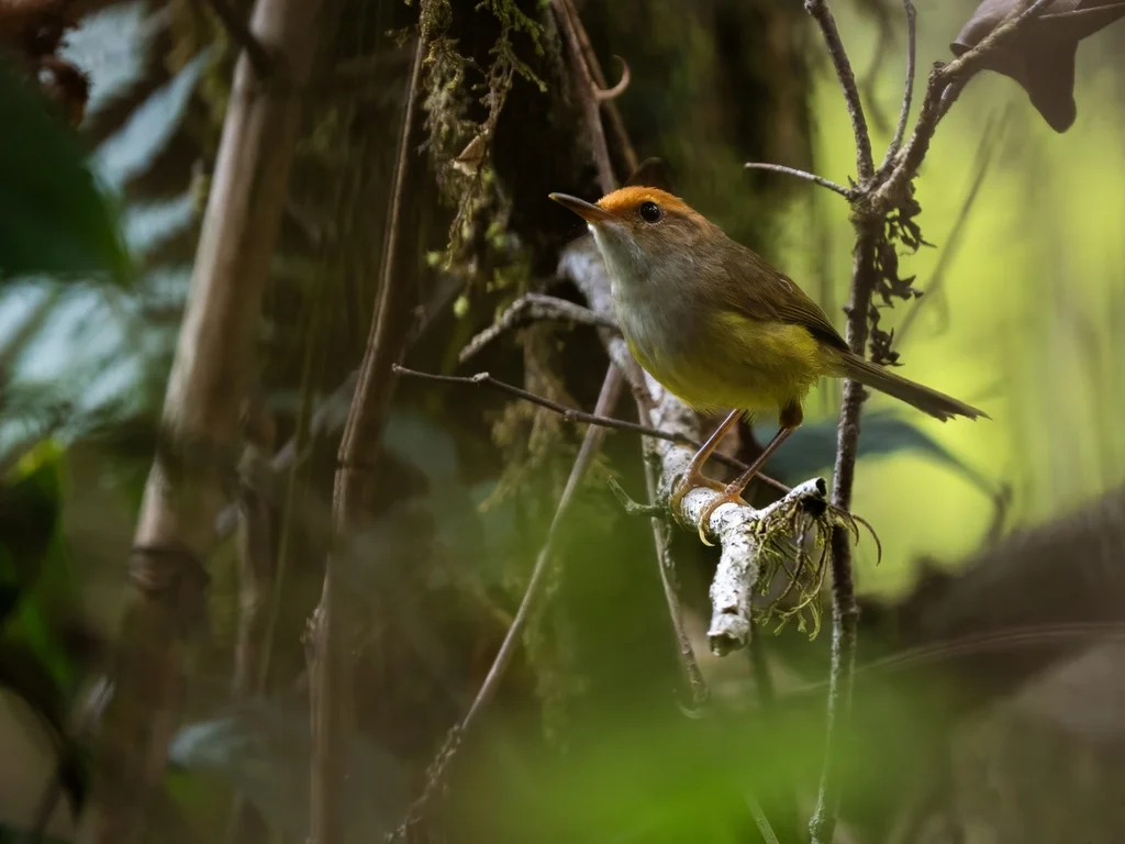 金头拟缝叶莺（Phyllergates cucullatus）