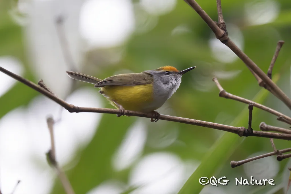 金头拟缝叶莺（Phyllergates cucullatus）