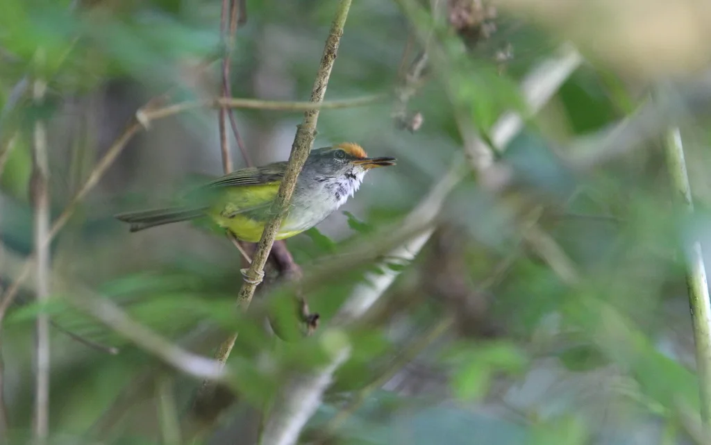 金头拟缝叶莺（Phyllergates cucullatus）