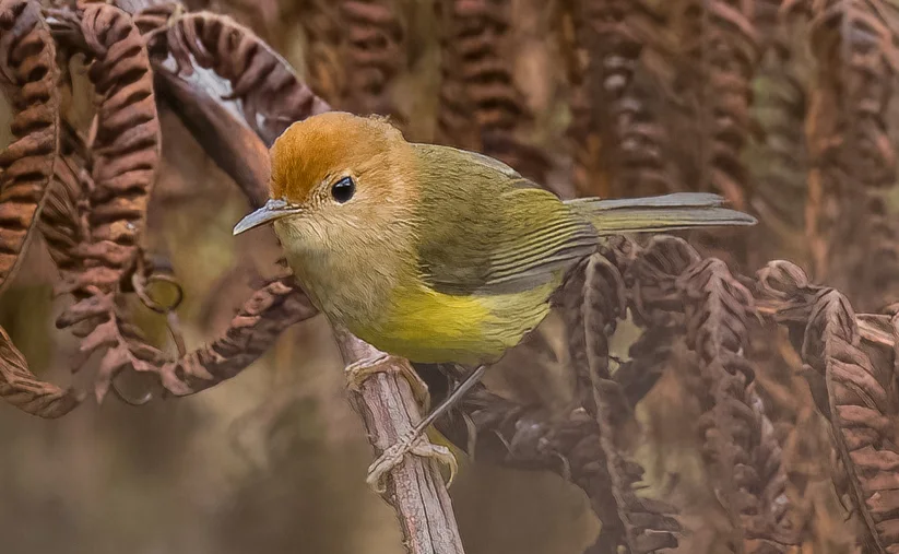 褐头缝叶莺(Phyllergates heterolaemus)