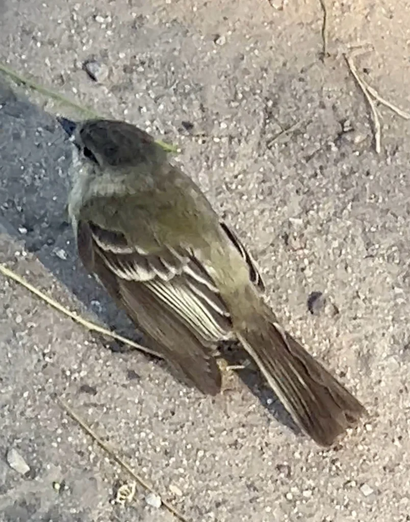 带斑小霸鹟(Phyllomyias fasciatus)