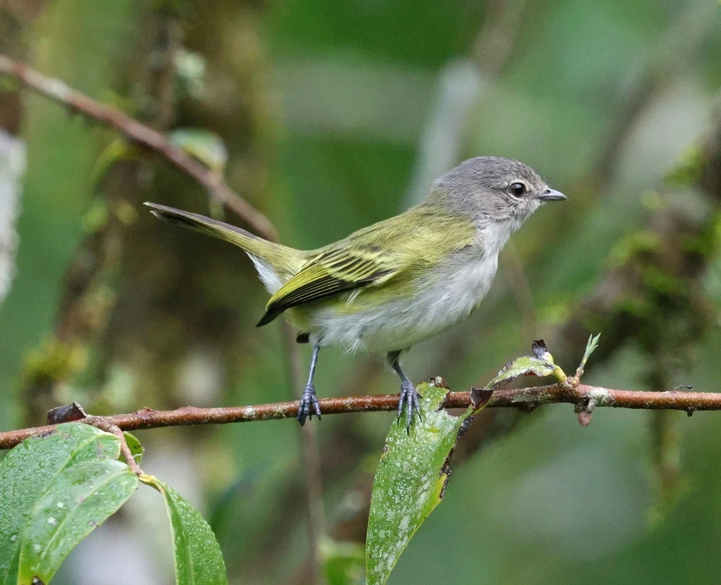 灰顶小霸鹟(Phyllomyias griseocapilla)