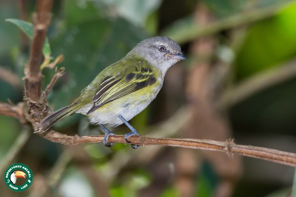 灰顶小霸鹟(Phyllomyias griseocapilla)