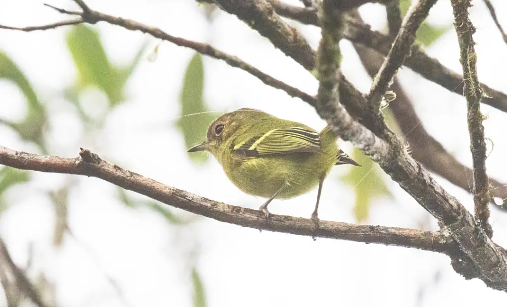 巴伊姬霸鹟(Phylloscartes beckeri)