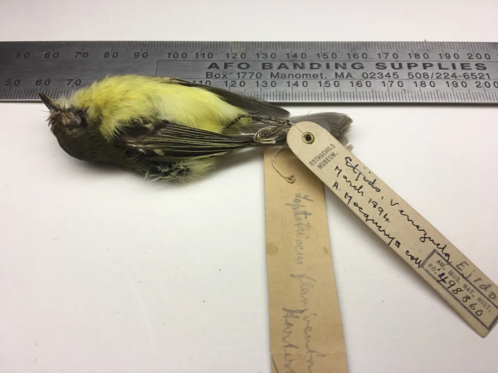 褐眼先姬霸鹟(Phylloscartes flaviventris)