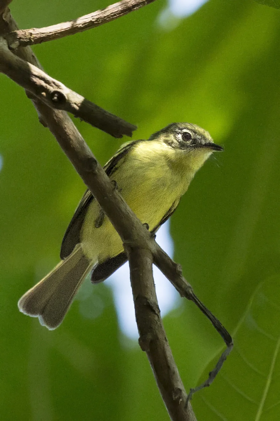 黄绿姬霸鹟(Phylloscartes flavovirens)
