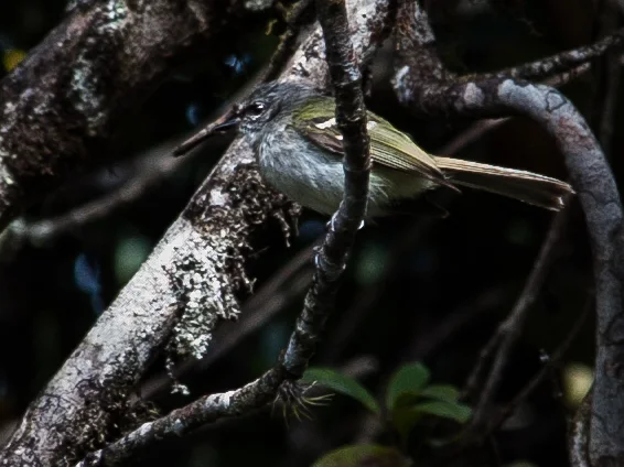 黑额姬霸鹟(Phylloscartes nigrifrons)