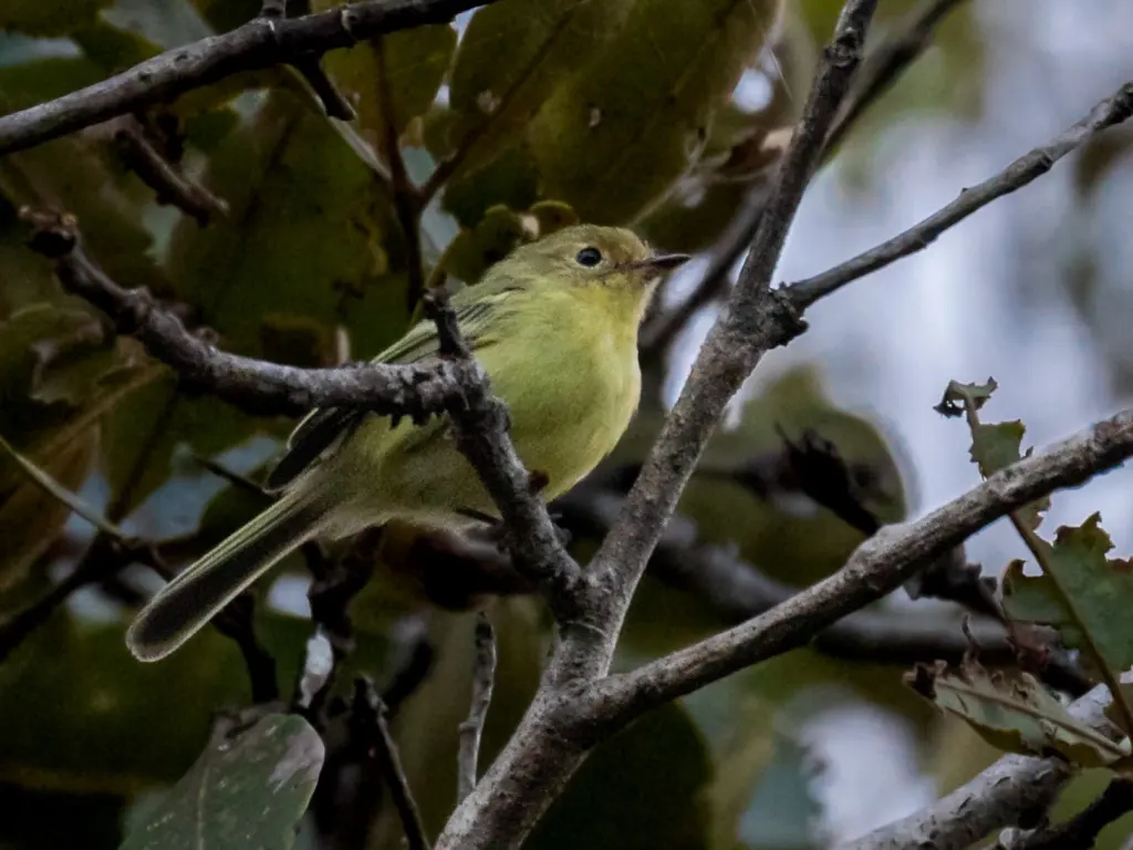 米州姬霸鹟(Phylloscartes roquettei)