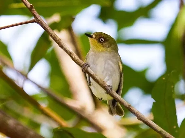 栗环姬霸鹟(Phylloscartes sylviolus)