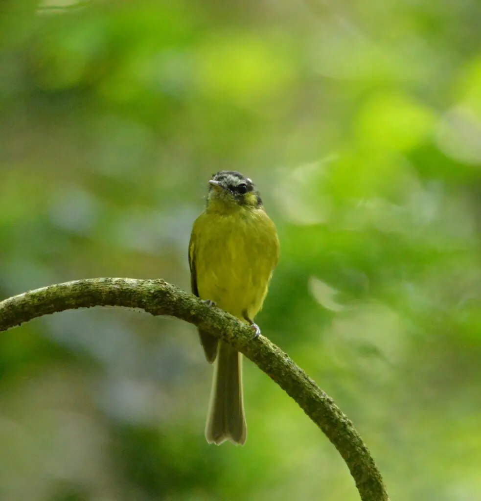 点颊姬霸鹟(Phylloscartes ventralis)