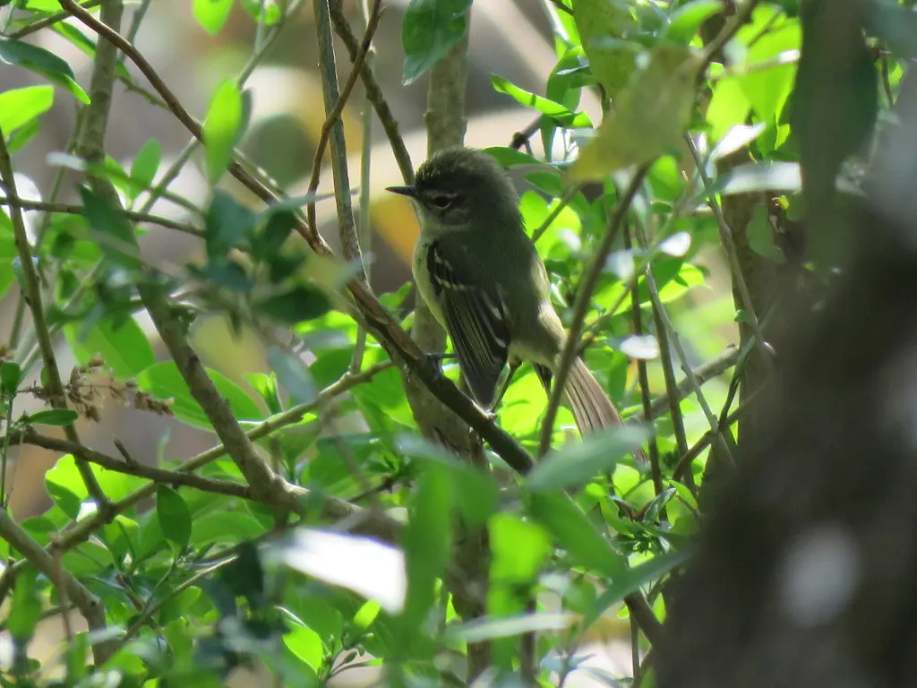 点颊姬霸鹟(Phylloscartes ventralis)