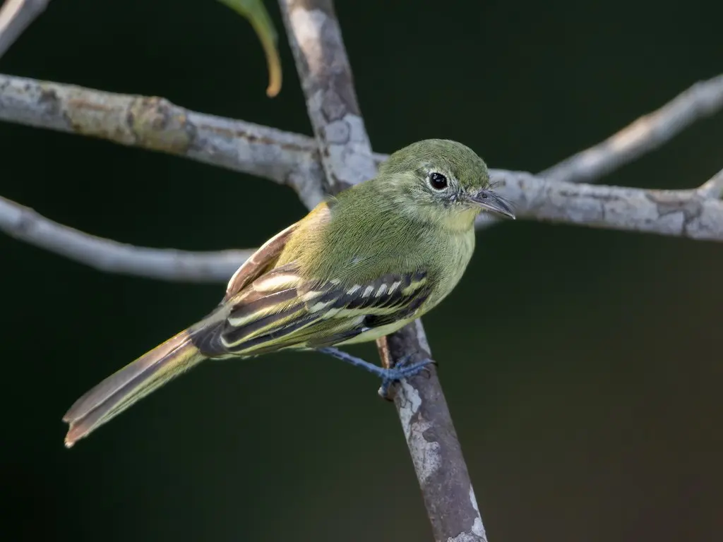橄榄绿姬霸鹟(Phylloscartes virescens)