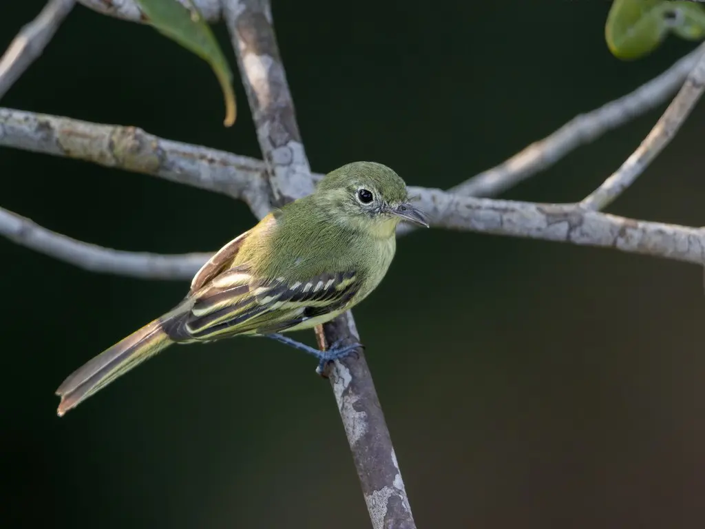 橄榄绿姬霸鹟(Phylloscartes virescens)