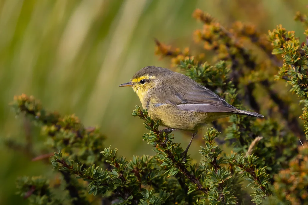 黄腹柳莺(Phylloscopus affinis)