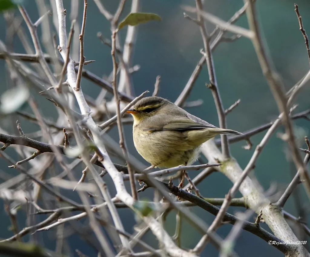 黄腹柳莺(Phylloscopus affinis)