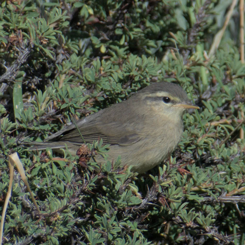 黄腹柳莺(Phylloscopus affinis)