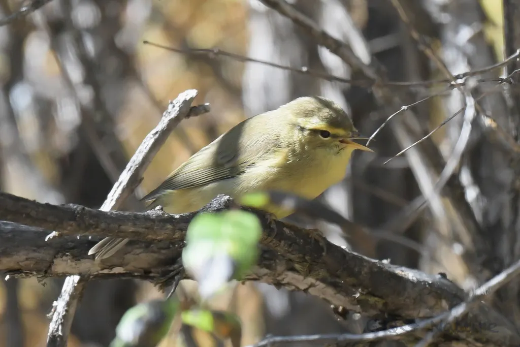 黄腹柳莺(Phylloscopus affinis)